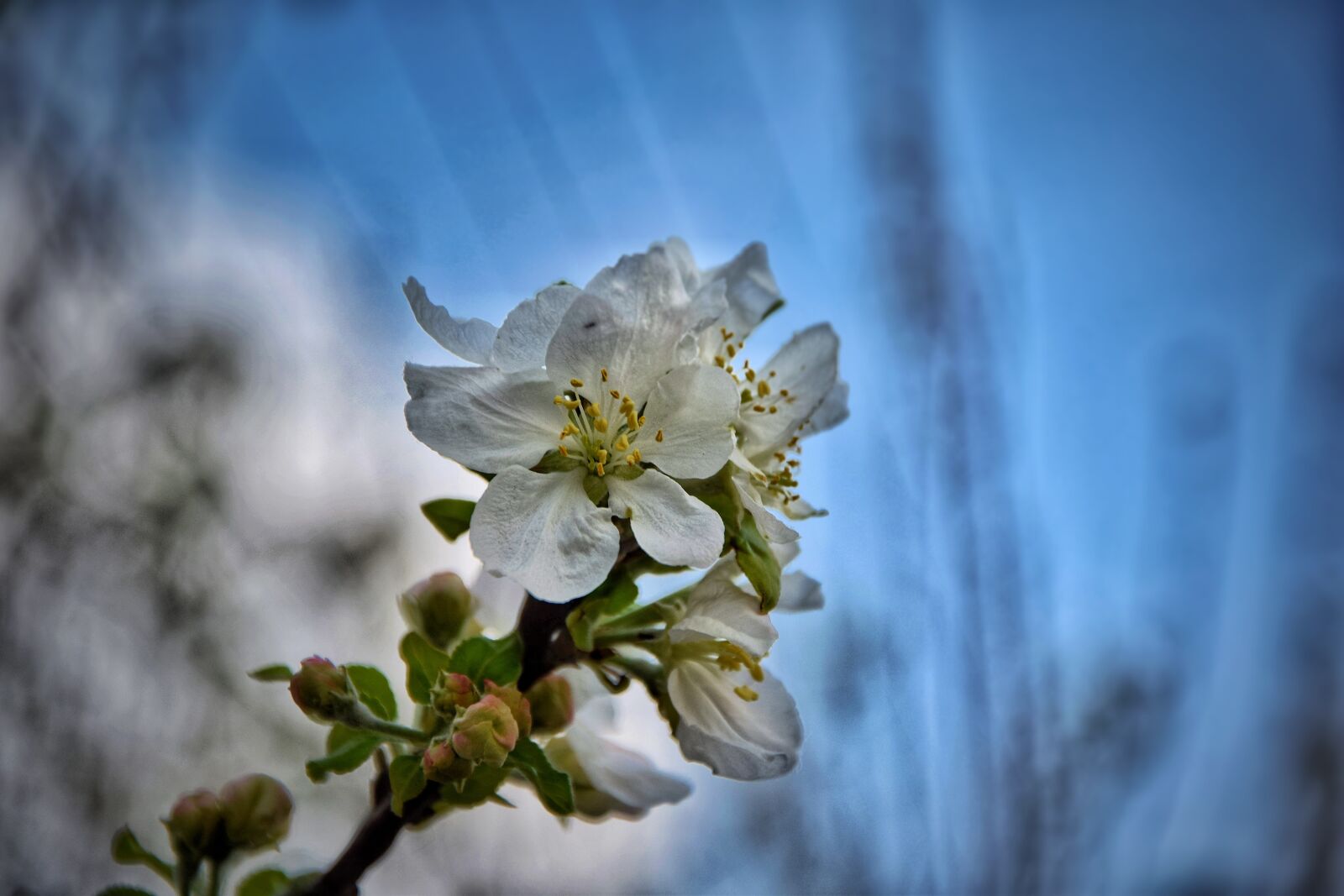 Nikon D5300 sample photo. Blue, flower, nature photography