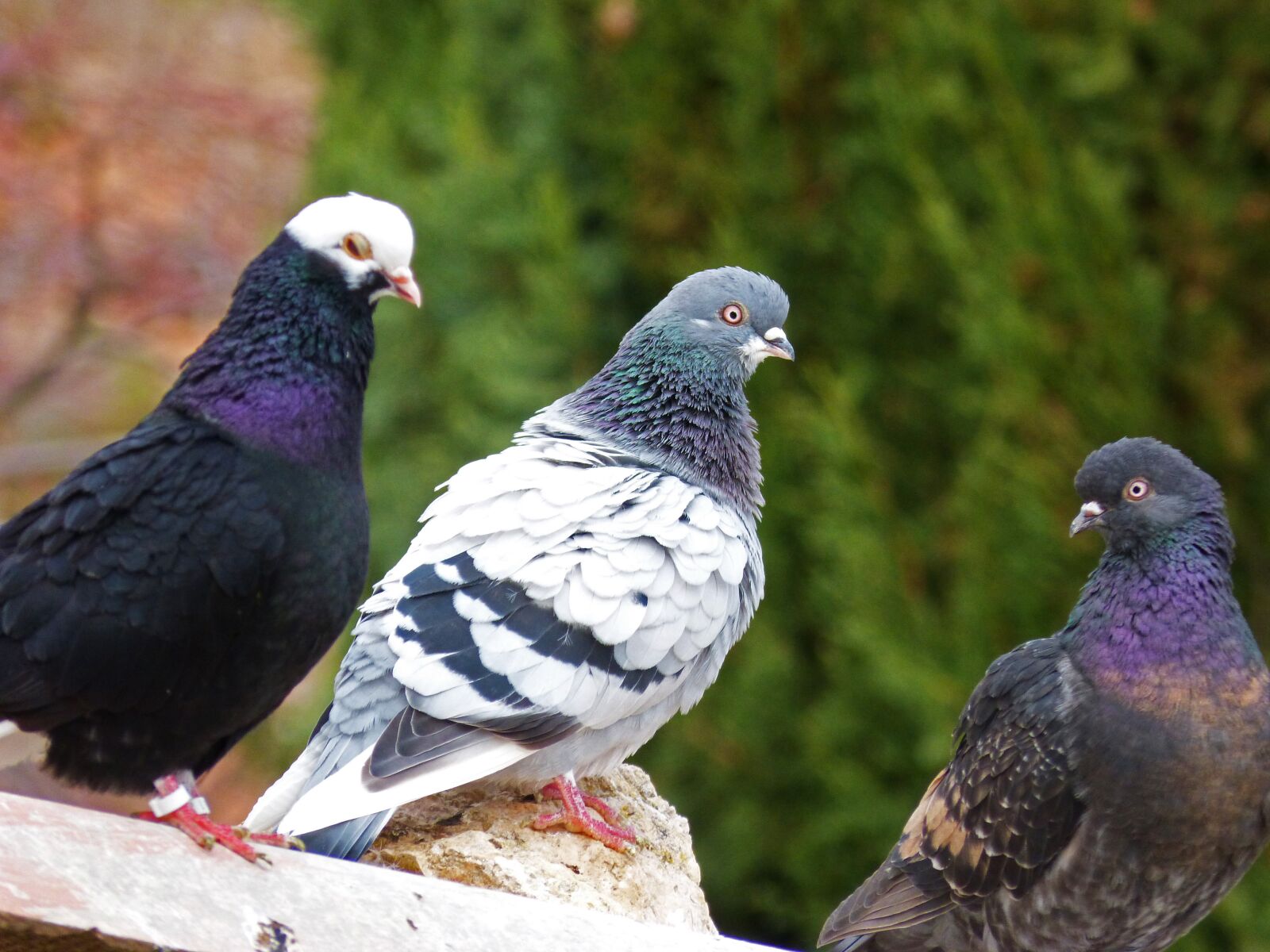 Panasonic DMC-FZ62 sample photo. Pigeons, races, pigeon racing photography