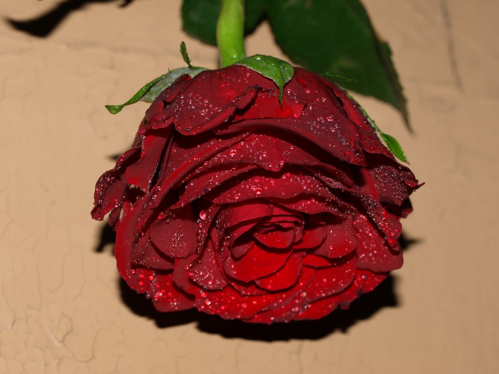 Olympus E-510 (EVOLT E-510) sample photo. Rose, flower, leaf photography