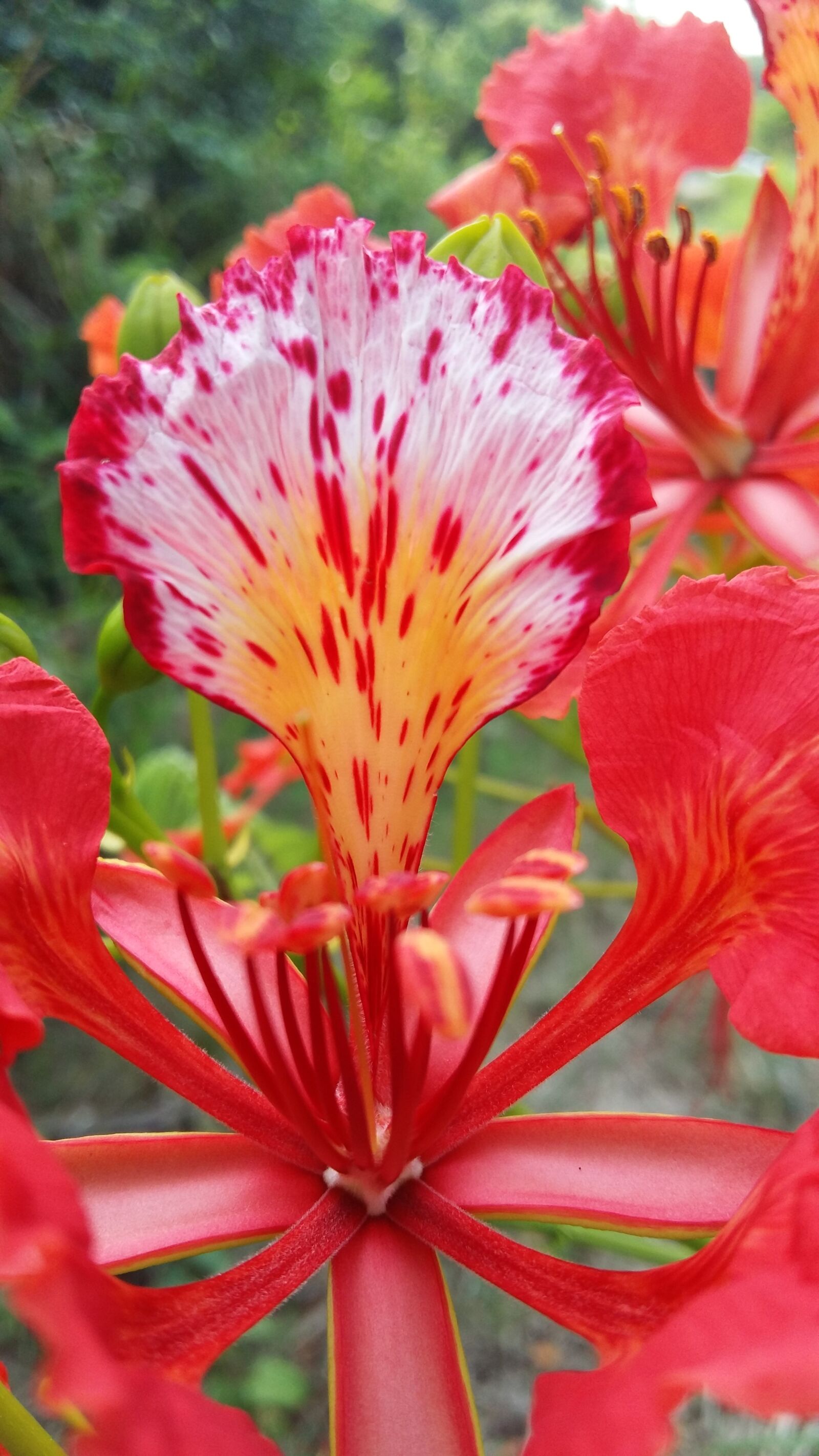 Samsung Galaxy A5 sample photo. Flower, red, nature photography