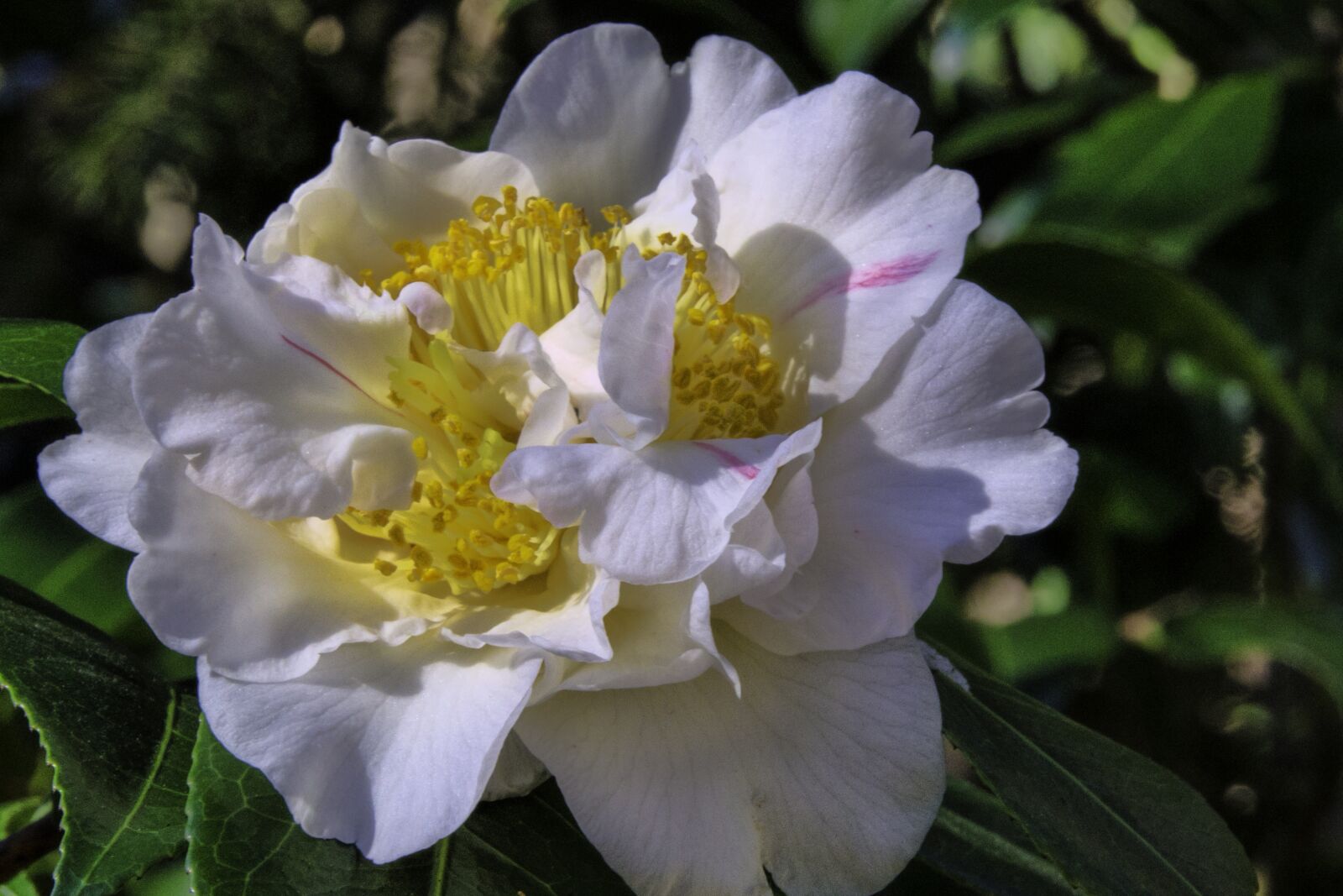 Nikon D5100 sample photo. Camellia, flower, bloom photography