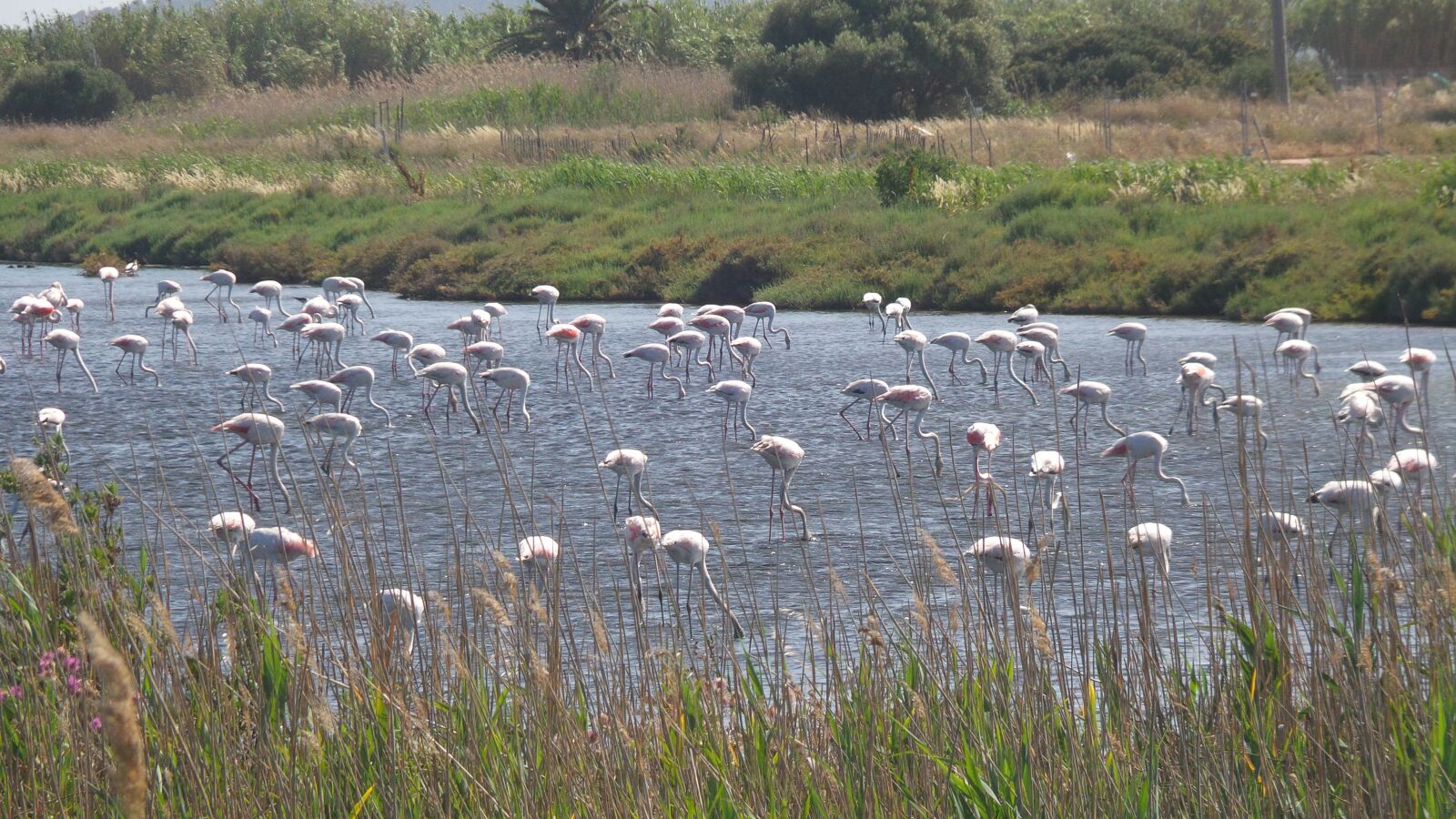 Samsung Galaxy S4 Zoom sample photo. Pink flamingo, summer, marsh photography