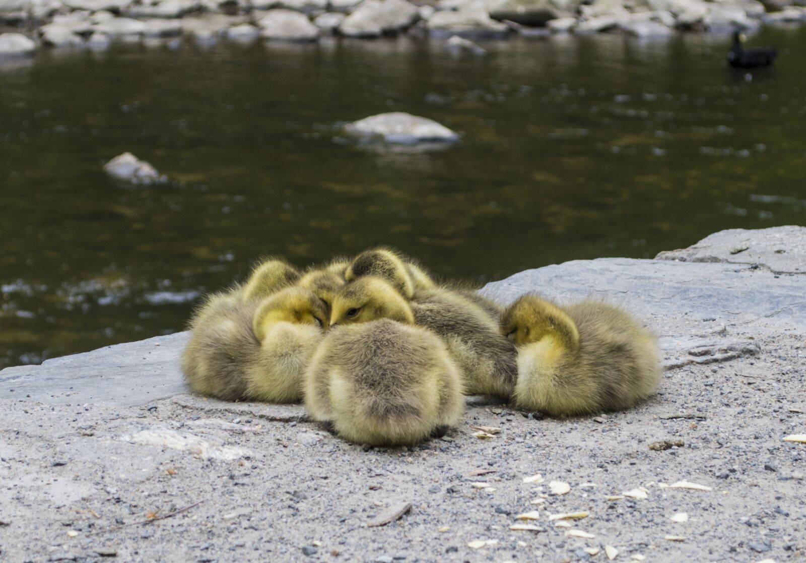Nikon D3200 sample photo. Duck, ducklings, baby photography