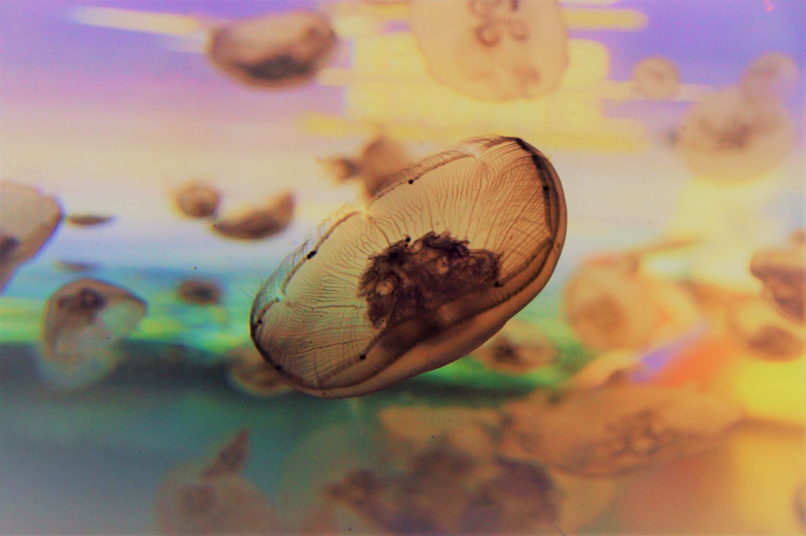 Nikon D3200 sample photo. Fish, swim, water photography