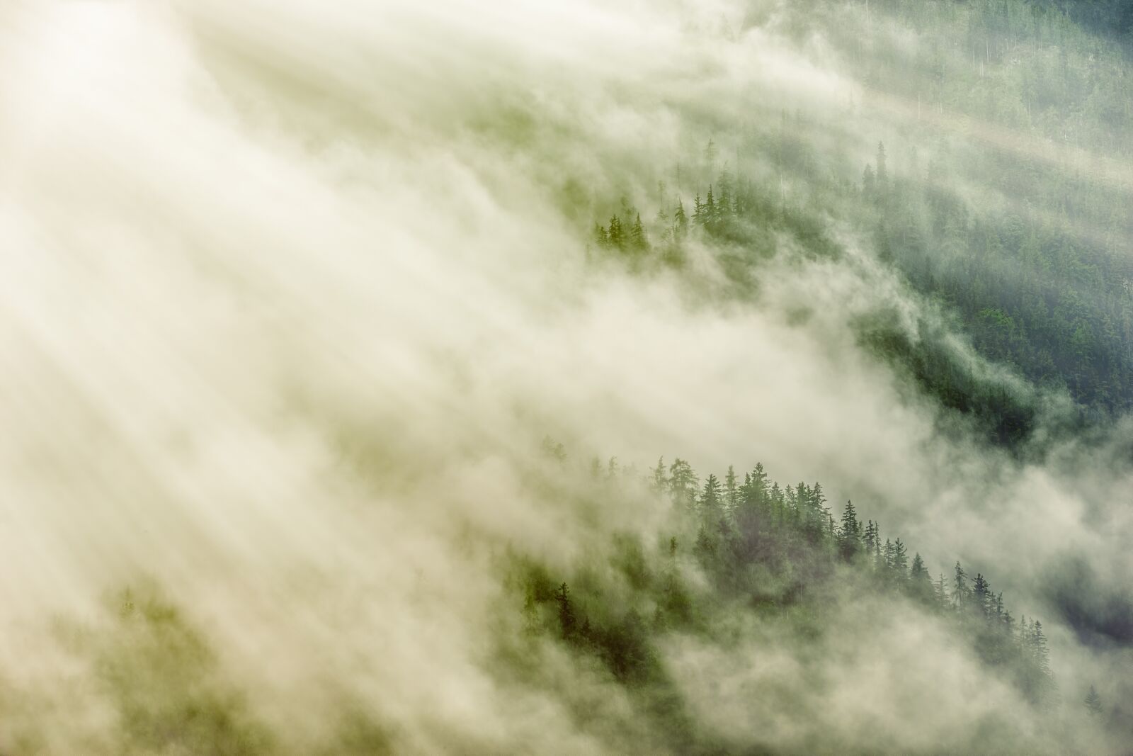 Sony a7 sample photo. Forest, fog, rays photography