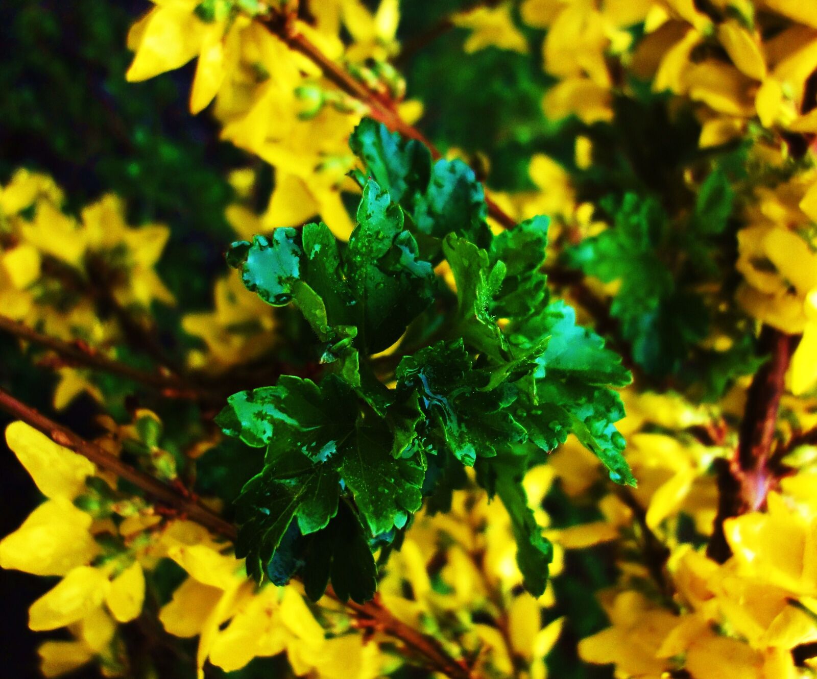 Sony Cyber-shot DSC-WX1 sample photo. Flowers, forsythia, green, leaves photography