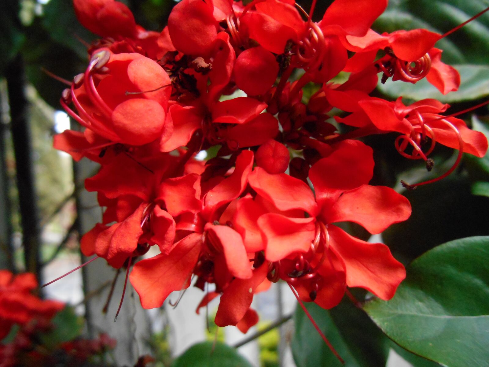 Nikon Coolpix S3500 sample photo. Flowers, nature, red photography
