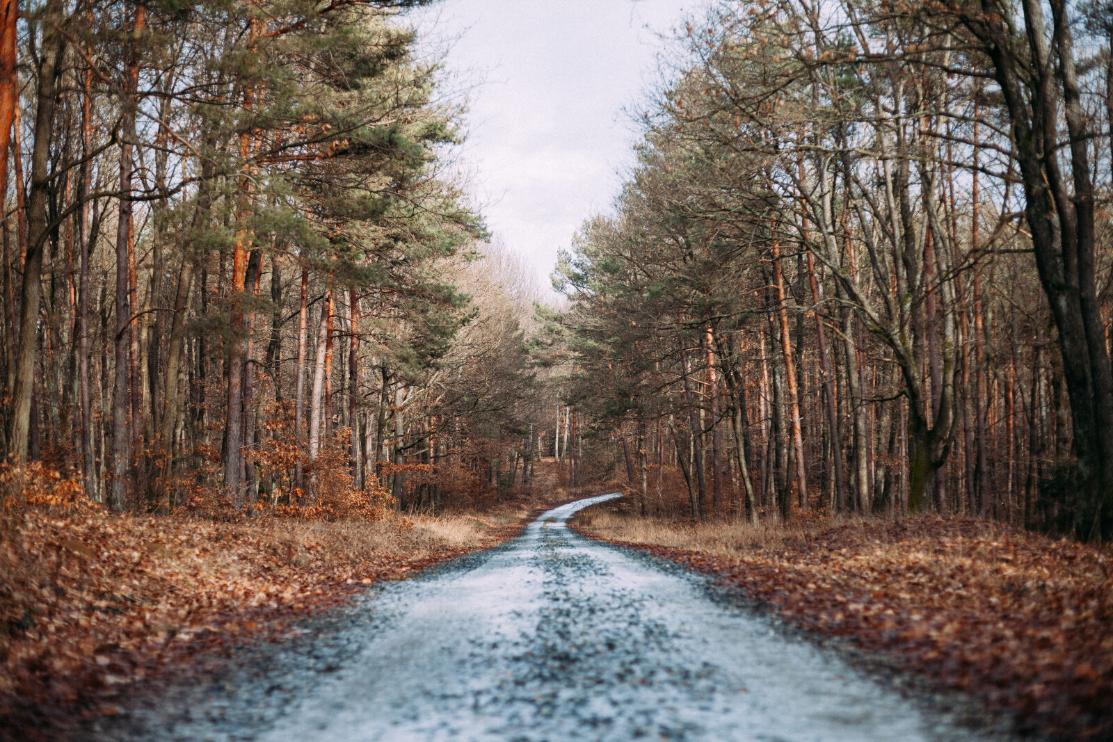 Canon EOS 5D Mark II sample photo. Snow, wood, forest, trees photography