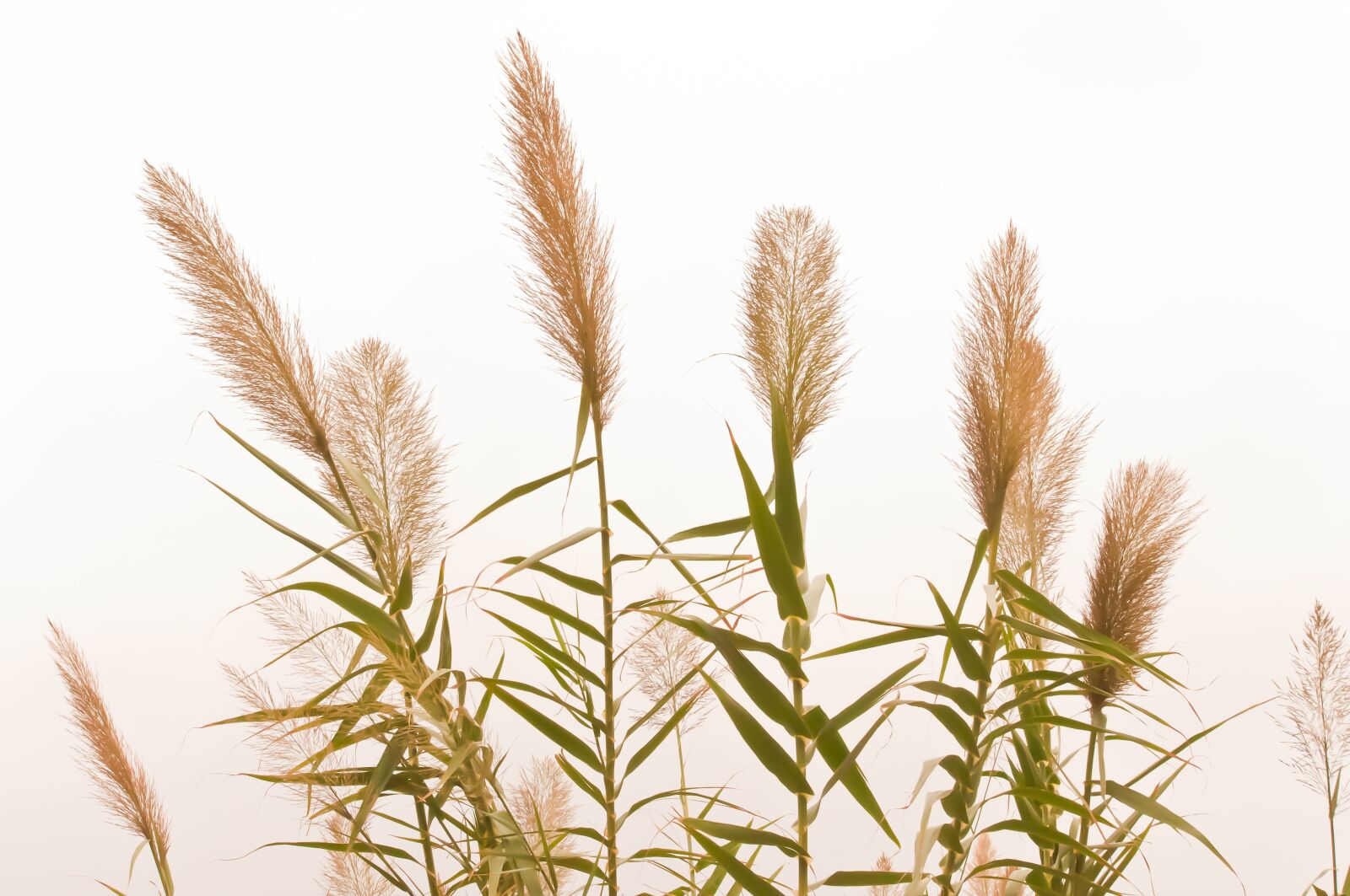 Nikon D90 sample photo. Cereals, plant, agriculture photography
