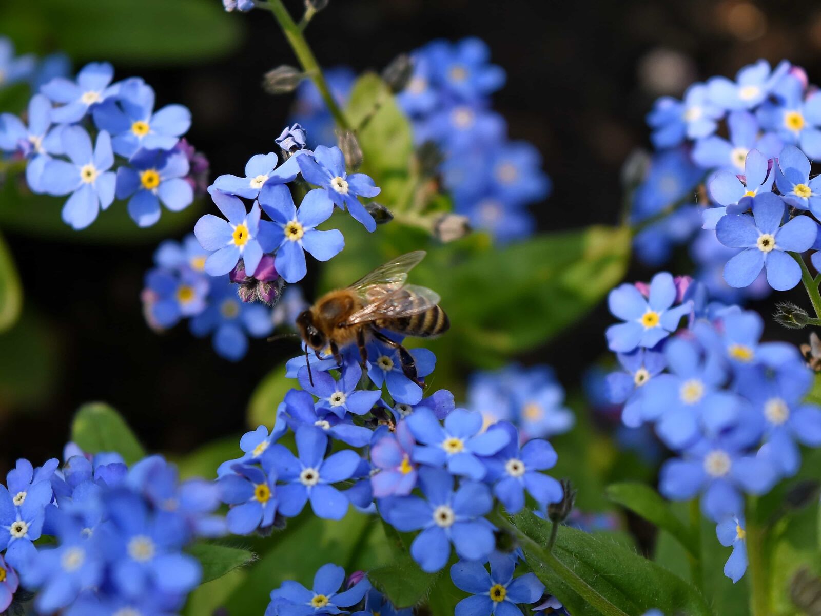 Nikon D5500 sample photo. Bee, pollination, organism, spring photography