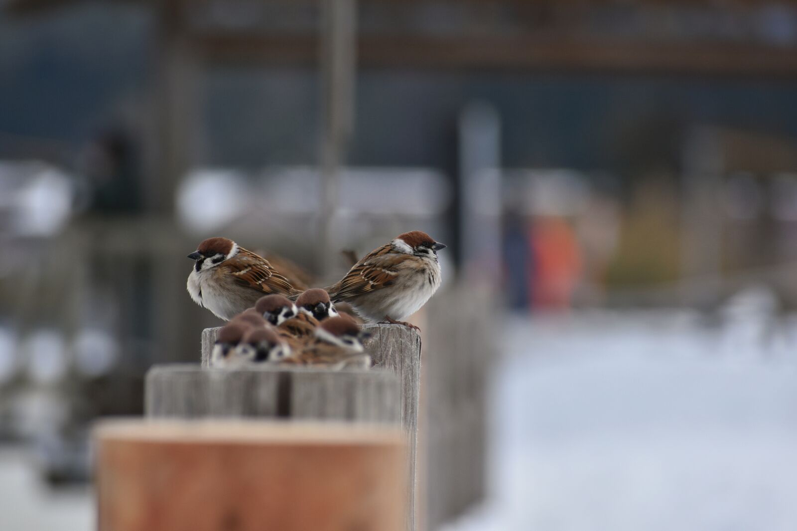 Nikon D7200 sample photo. Animal, wood, bird photography