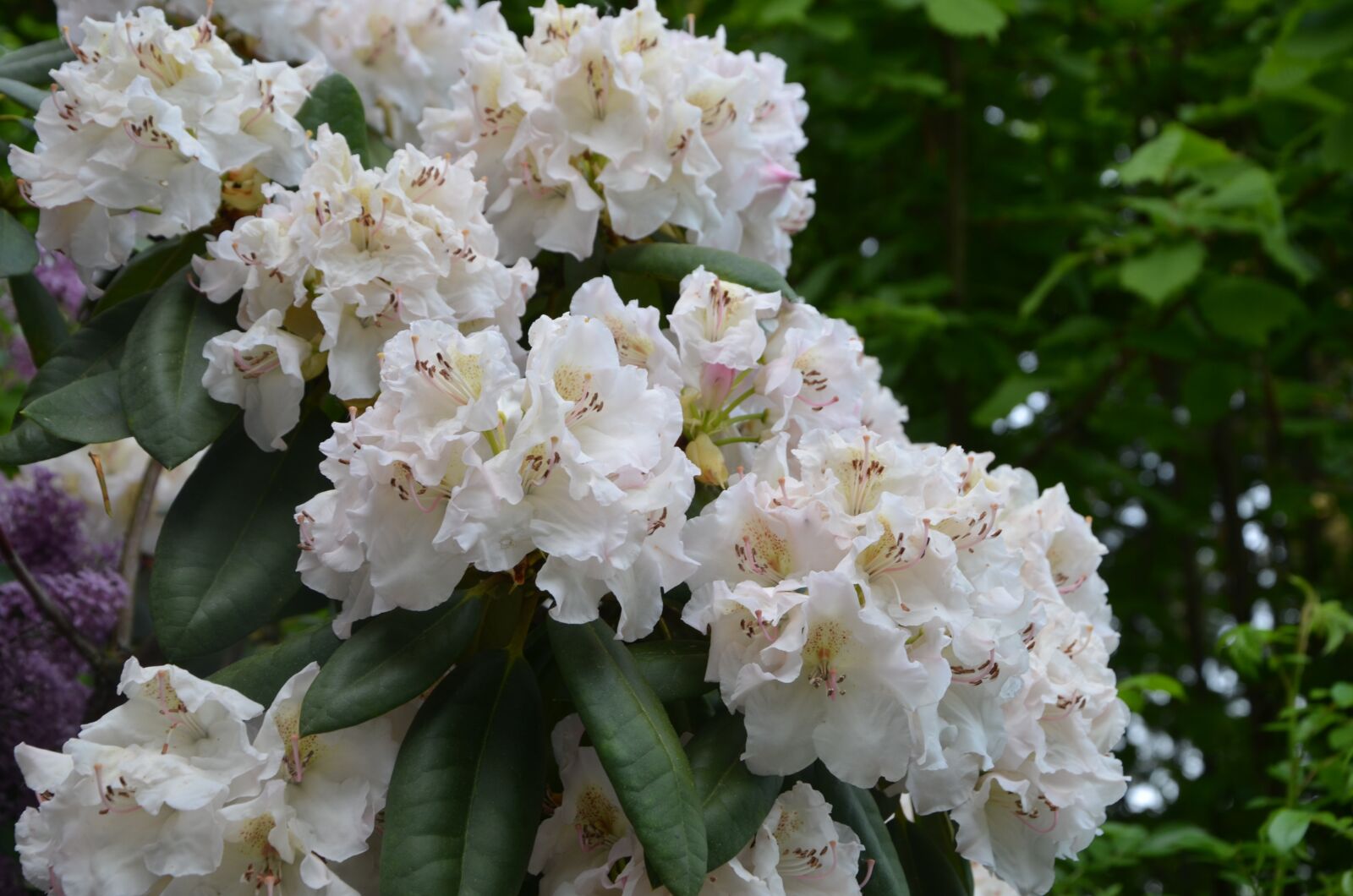 Nikon D5100 sample photo. Rhododendron flower, bush, garden photography