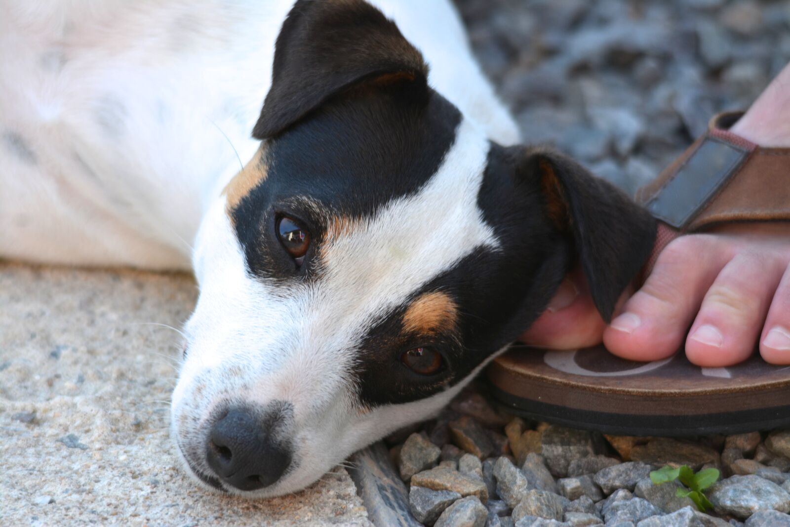 Nikon D7100 sample photo. Dog, jack russel, foot photography