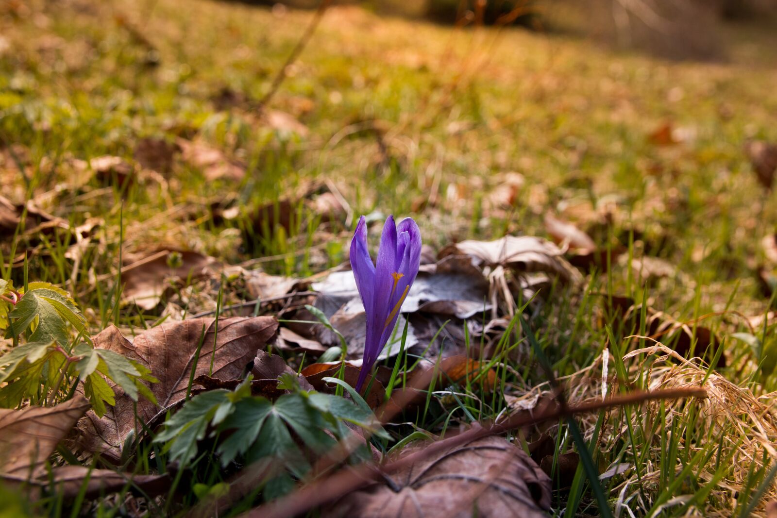 Canon EOS 70D sample photo. Flowers, nature, flower photography