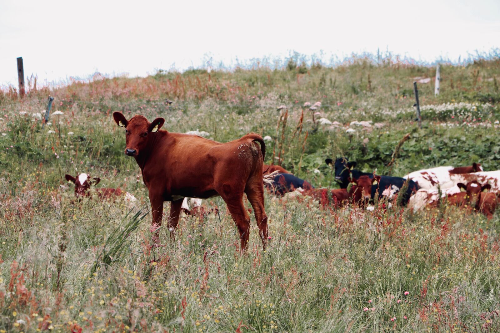 Canon EOS 800D (EOS Rebel T7i / EOS Kiss X9i) sample photo. Cow, prairie, fields photography
