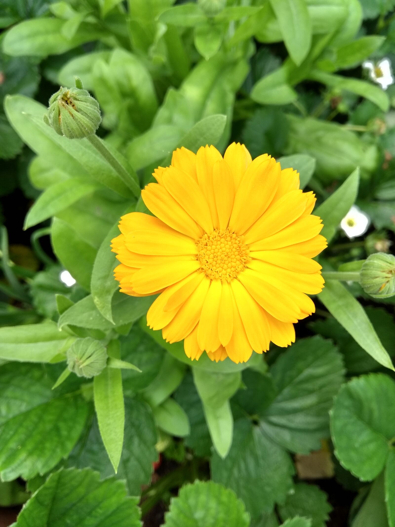 Motorola Moto G (5th Gen) sample photo. Marigold, orange, flower photography