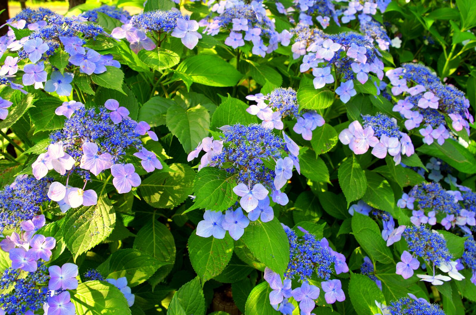 Pentax K-30 sample photo. Hydrangea, may, japan photography