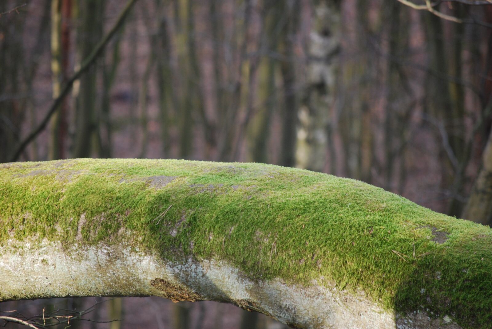Nikon D40X sample photo. Moss, forest, trunk photography