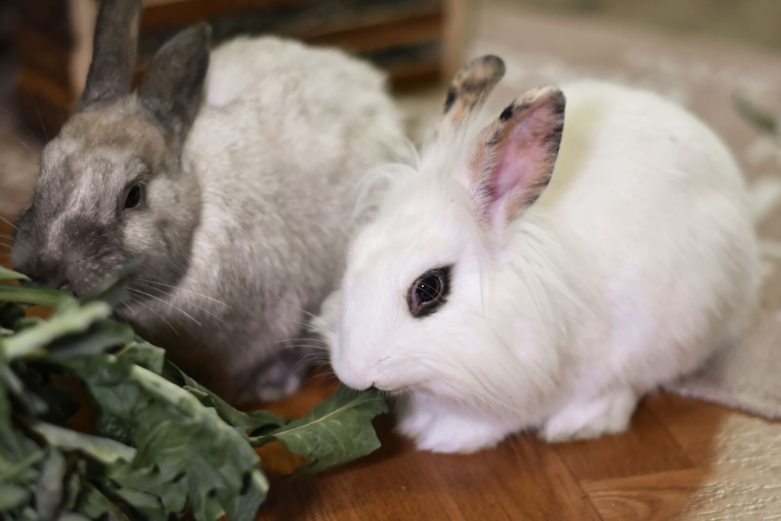 Nikon D7200 sample photo. Dwarf rabbit, lion heads photography