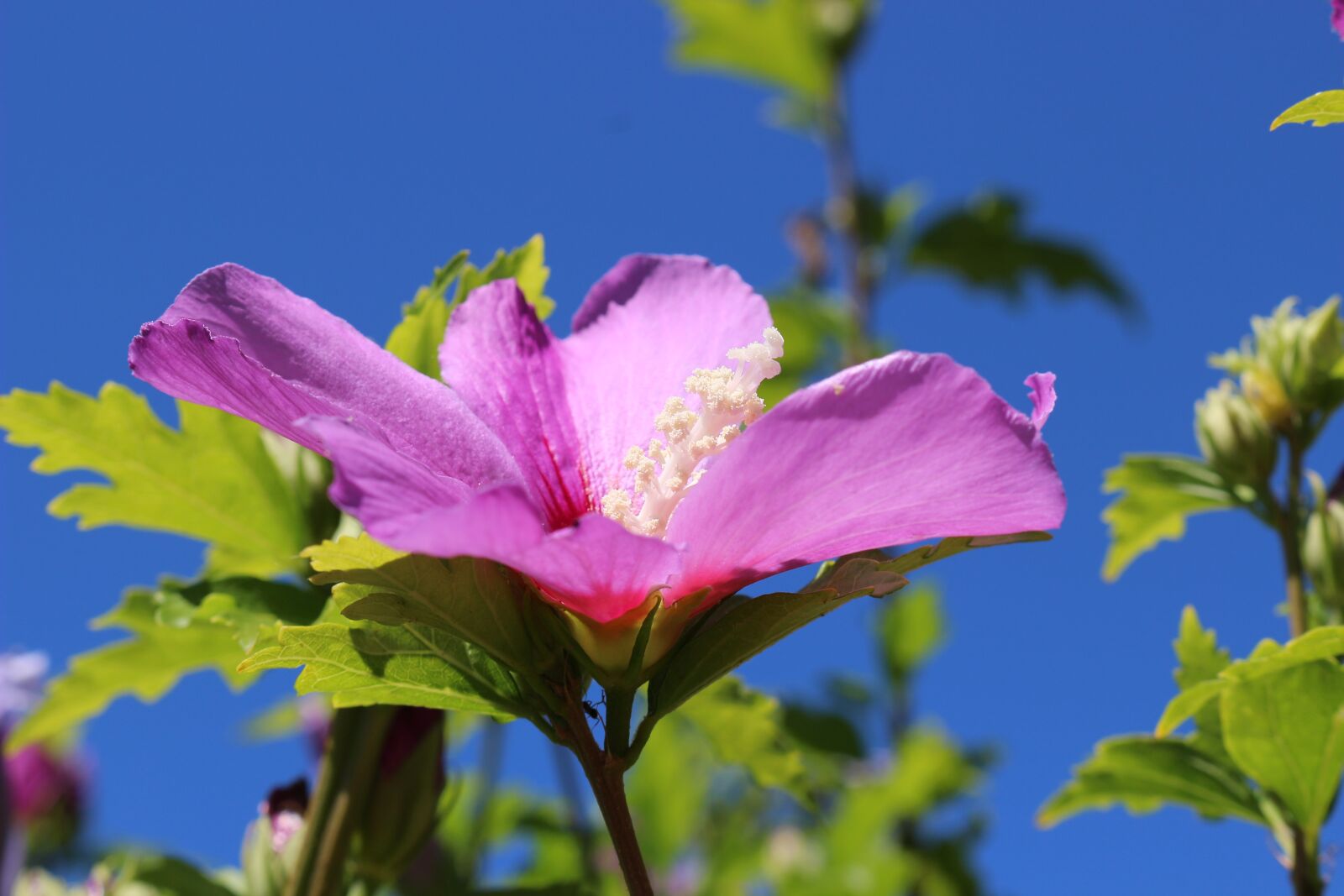 Canon EOS 100D (EOS Rebel SL1 / EOS Kiss X7) sample photo. Flower, pink, pink flowers photography