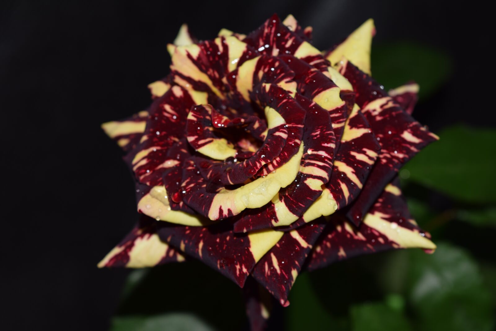 Nikon D5300 sample photo. Rosa, burst, colors photography