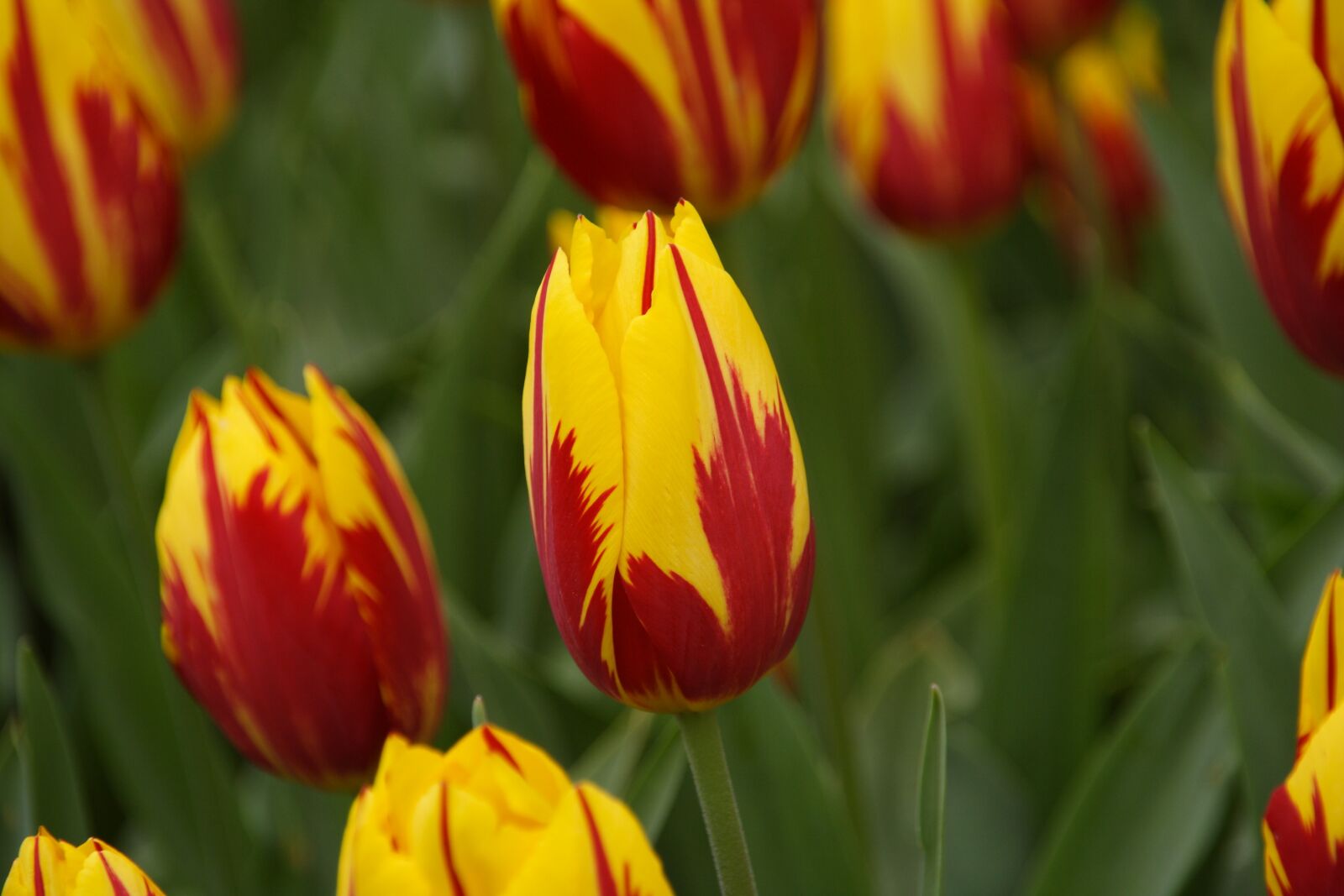 Canon EOS 350D (EOS Digital Rebel XT / EOS Kiss Digital N) sample photo. Tulip, tulip spring, flower photography
