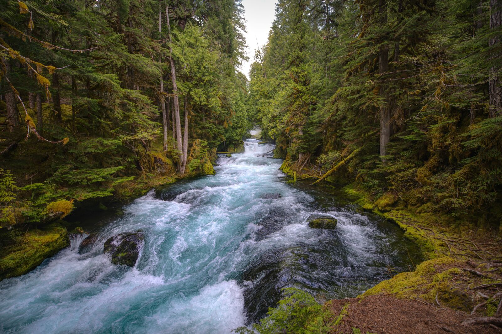 Nikon D850 sample photo. Mckenzie river, central oregon photography