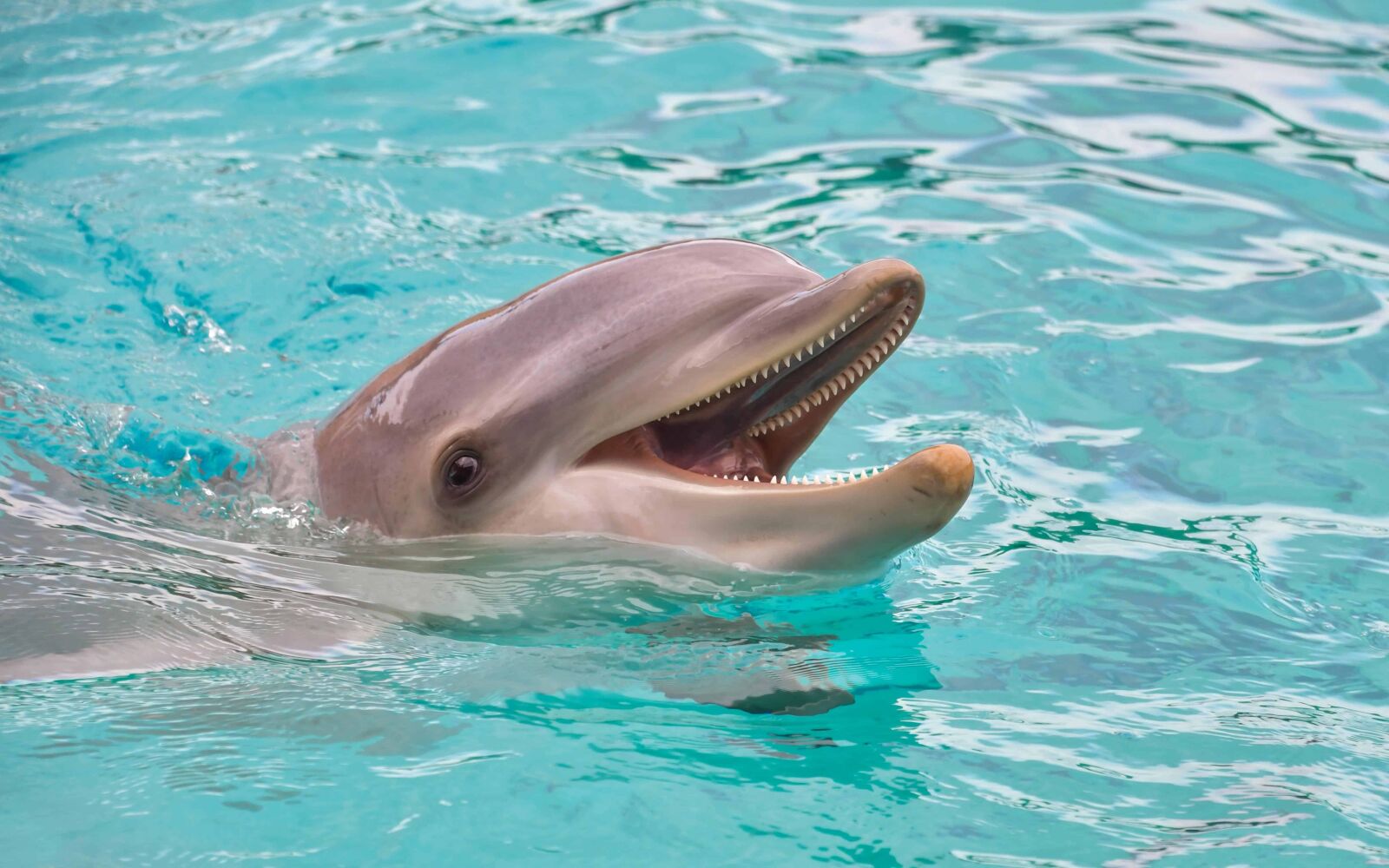 Nikon D500 sample photo. Fish, dolphin, water, underwater photography
