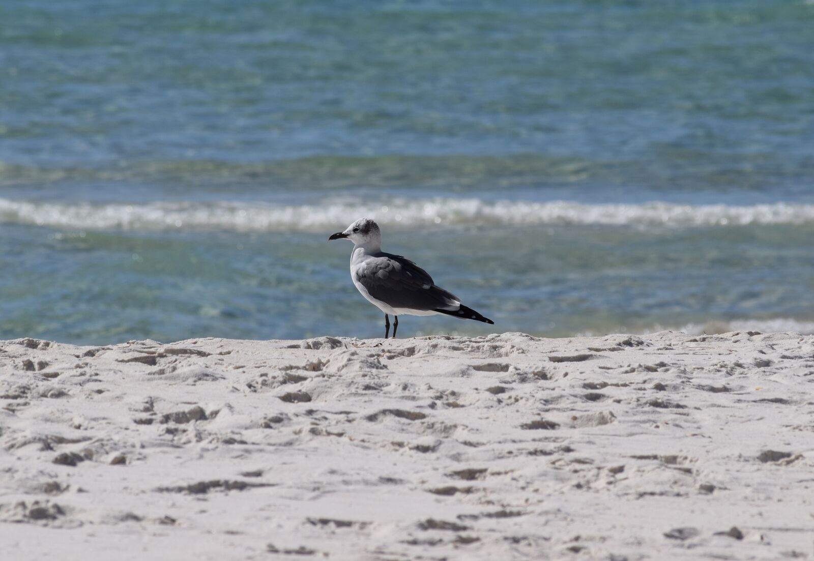 Nikon D3300 sample photo. Herring gull, gull, shore photography