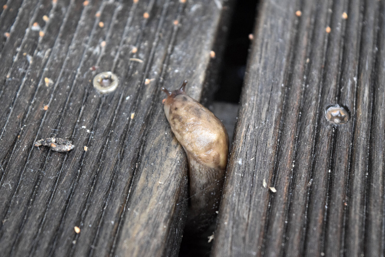 Nikon D3300 sample photo. Snail photography