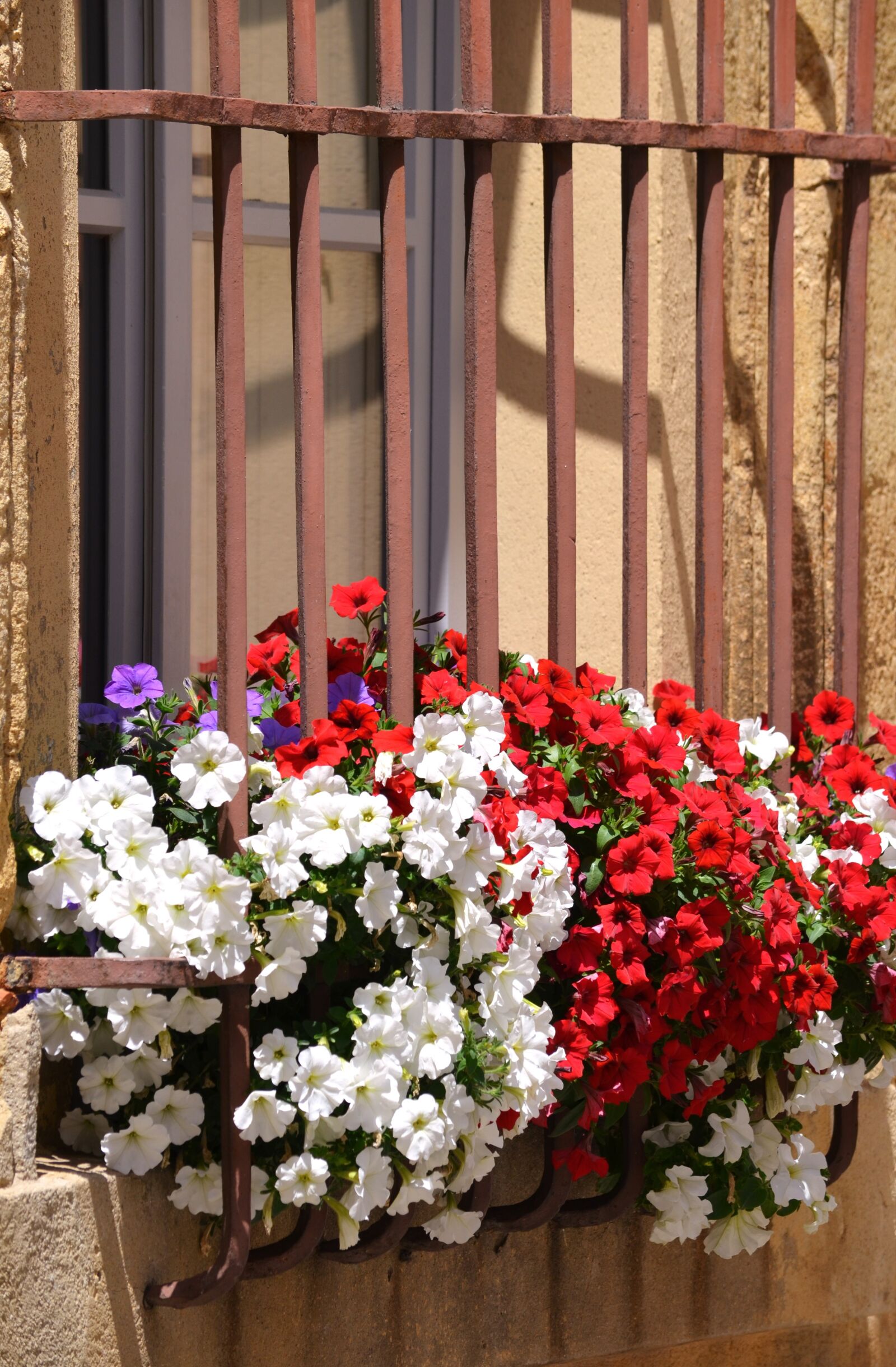 Nikon D5100 sample photo. Flower, windows, railing photography