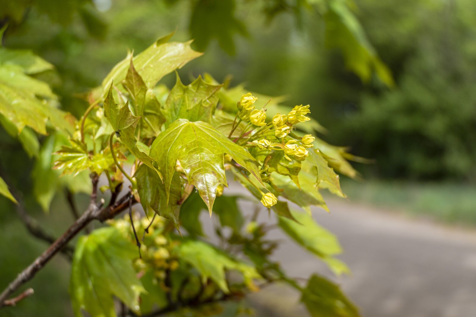 Panasonic Lumix DMC-FZ2500 (Lumix DMC-FZ2000) sample photo. Spring, clone, foliage photography