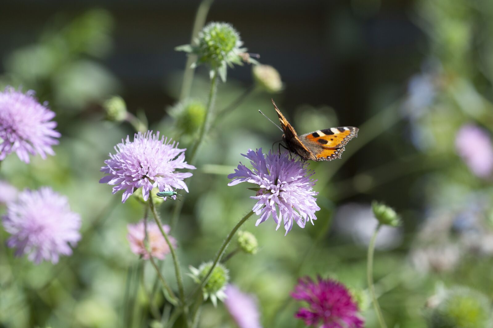 Canon EOS 5D Mark II sample photo. Butterfly, garden, nature photography