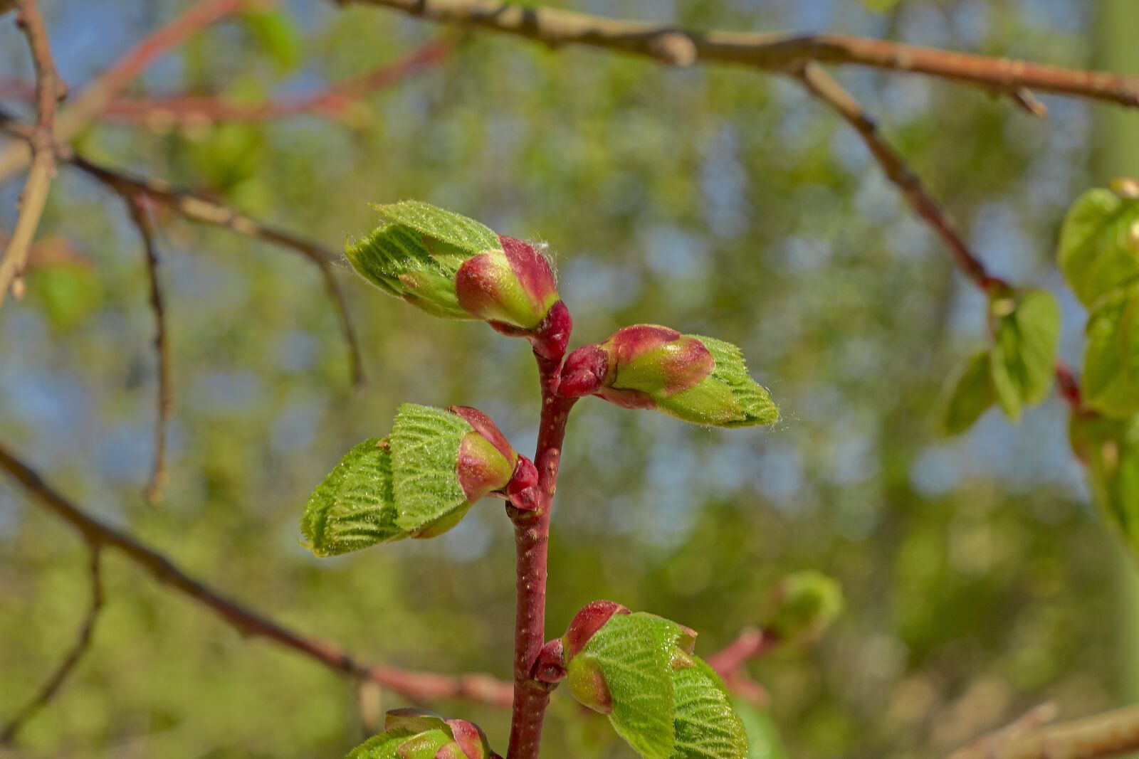 Nikon D7200 sample photo. Flower, cherry, tree photography