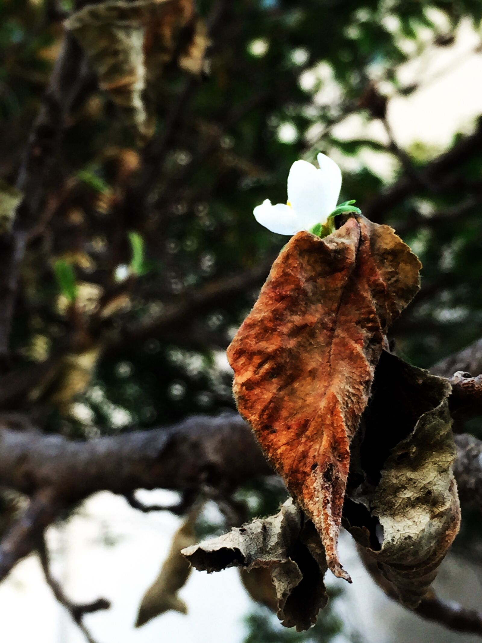 Apple iPhone 6 sample photo. Flower, hope, spring photography