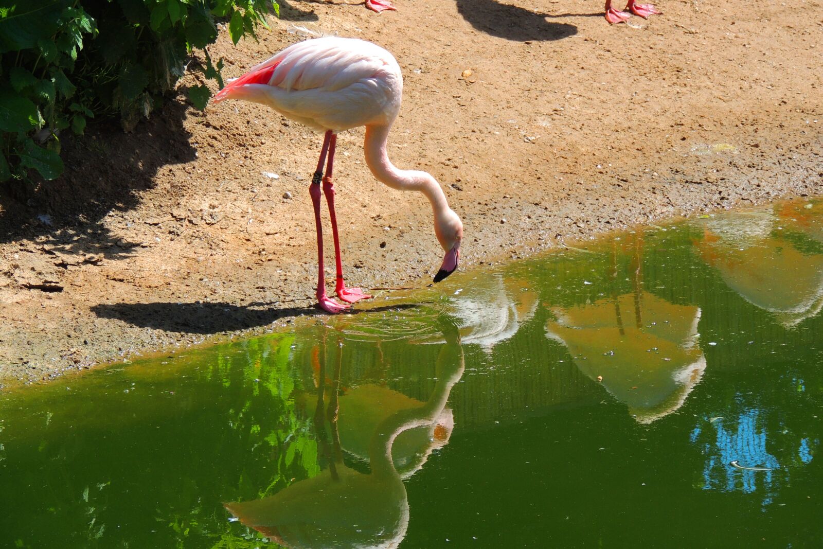 Nikon Coolpix P510 sample photo. Flamingo, reflections, sunshine photography