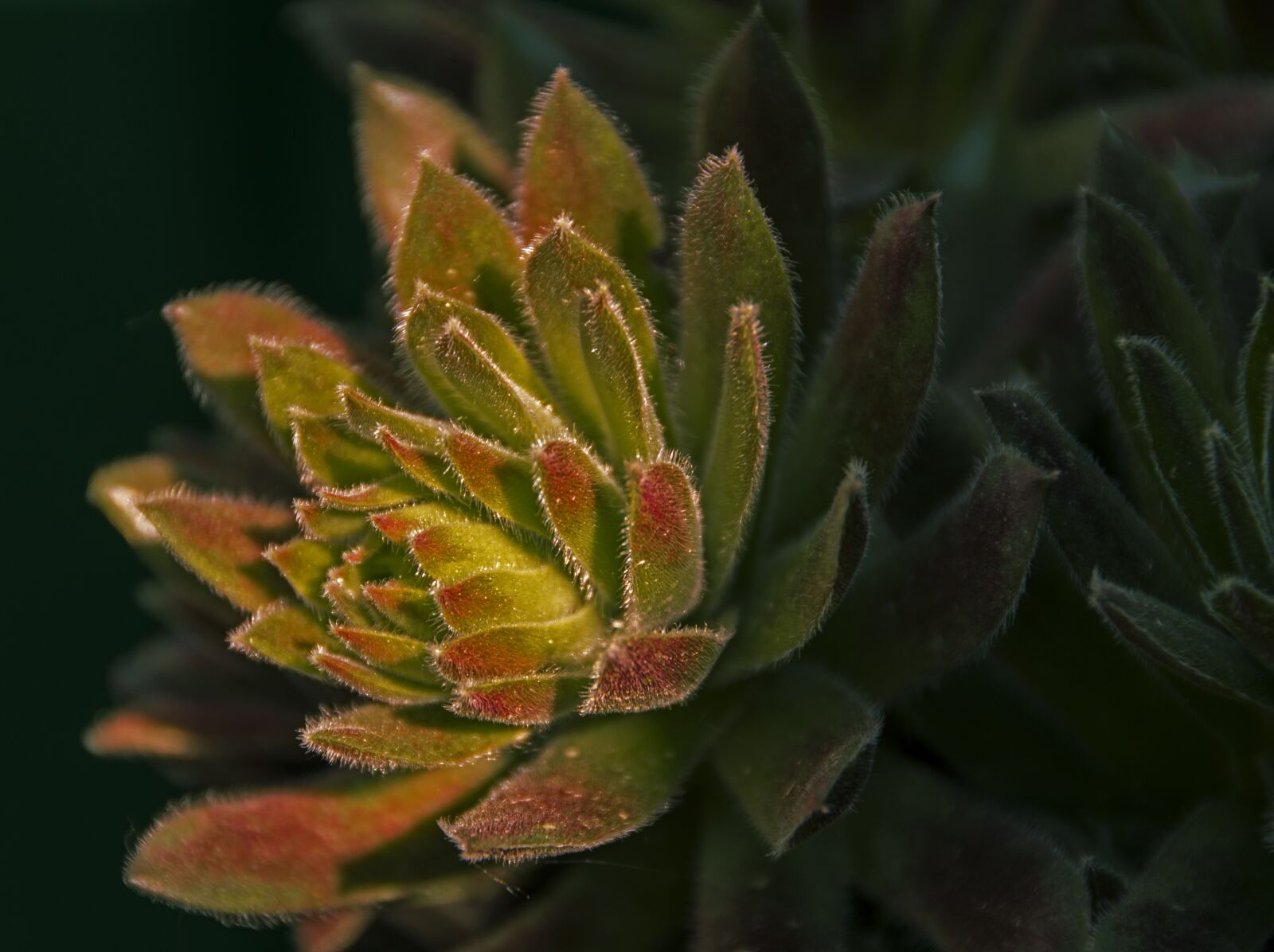 Nikon D500 sample photo. Cactus, plant, botanical photography