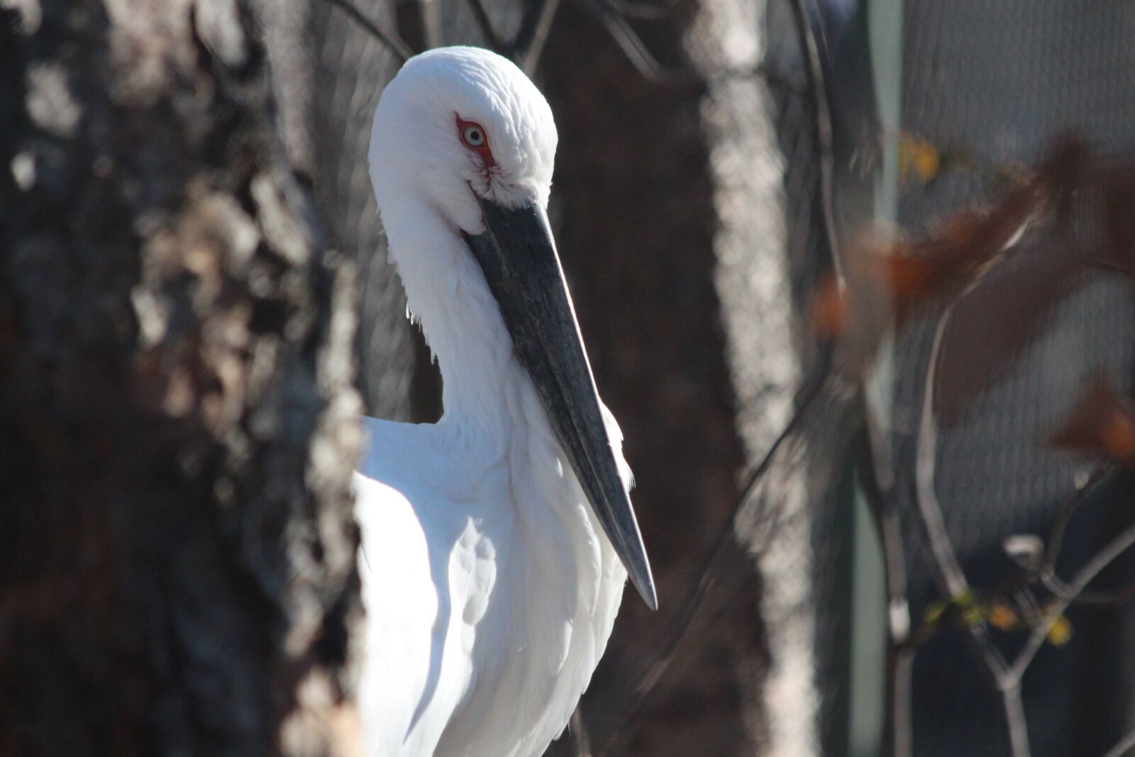 Canon EOS 650D (EOS Rebel T4i / EOS Kiss X6i) sample photo. Stork, far eastern, chernoklyuvy photography