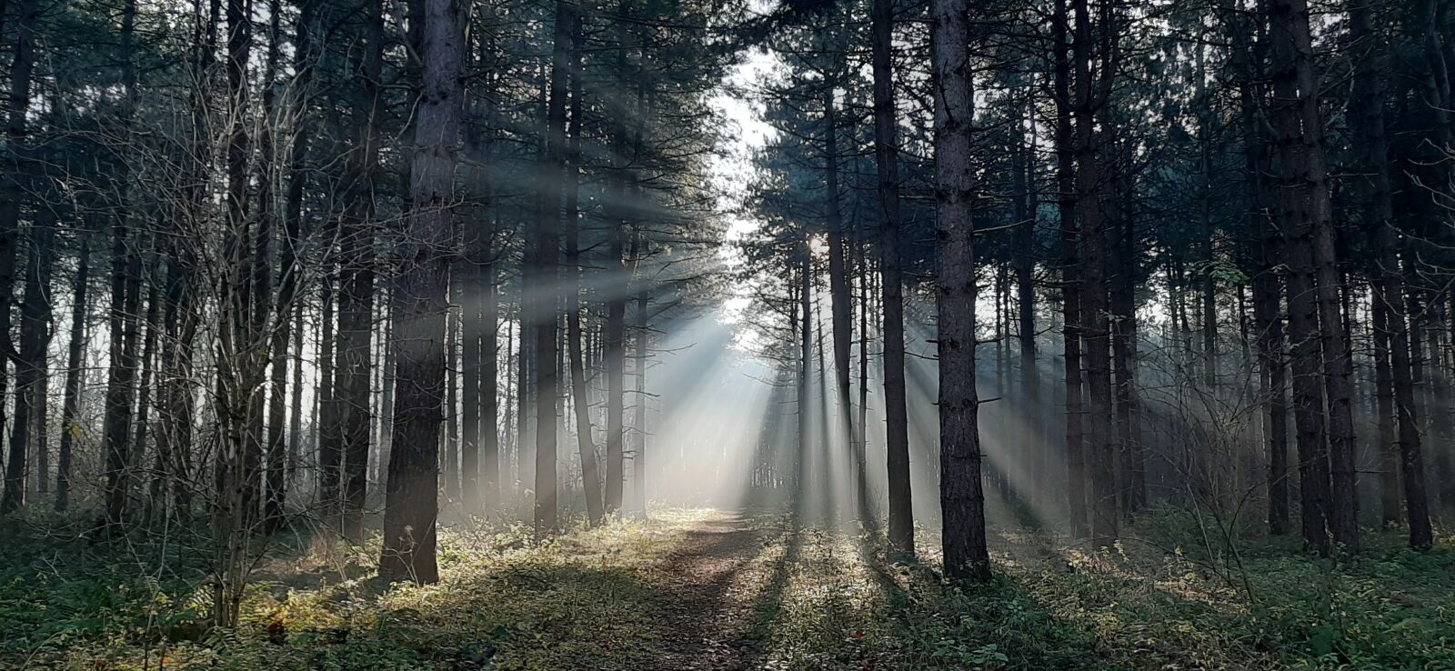 Samsung Galaxy A50 sample photo. Forest, nature, trees photography