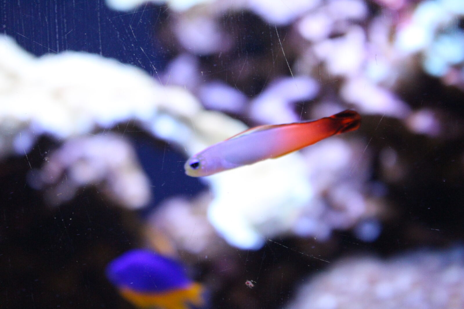 Canon EOS 700D (EOS Rebel T5i / EOS Kiss X7i) sample photo. Colorful, fish, pretty, tank photography