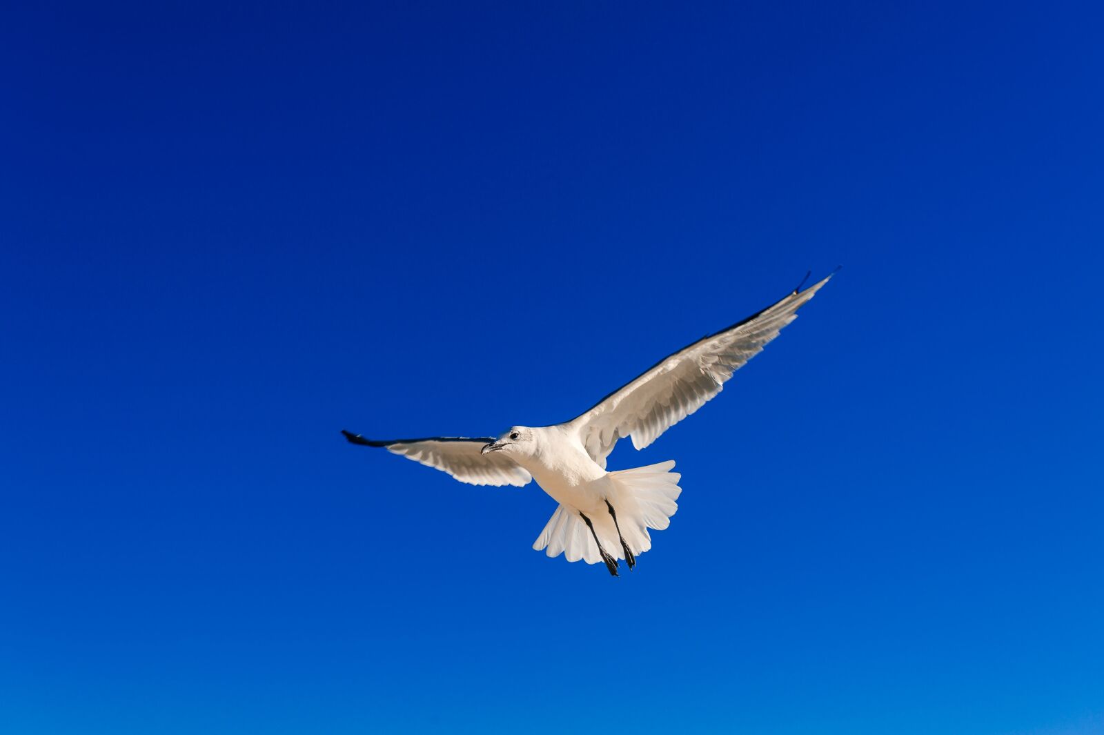 Nikon D700 sample photo. Seagull, sky, blue sky photography