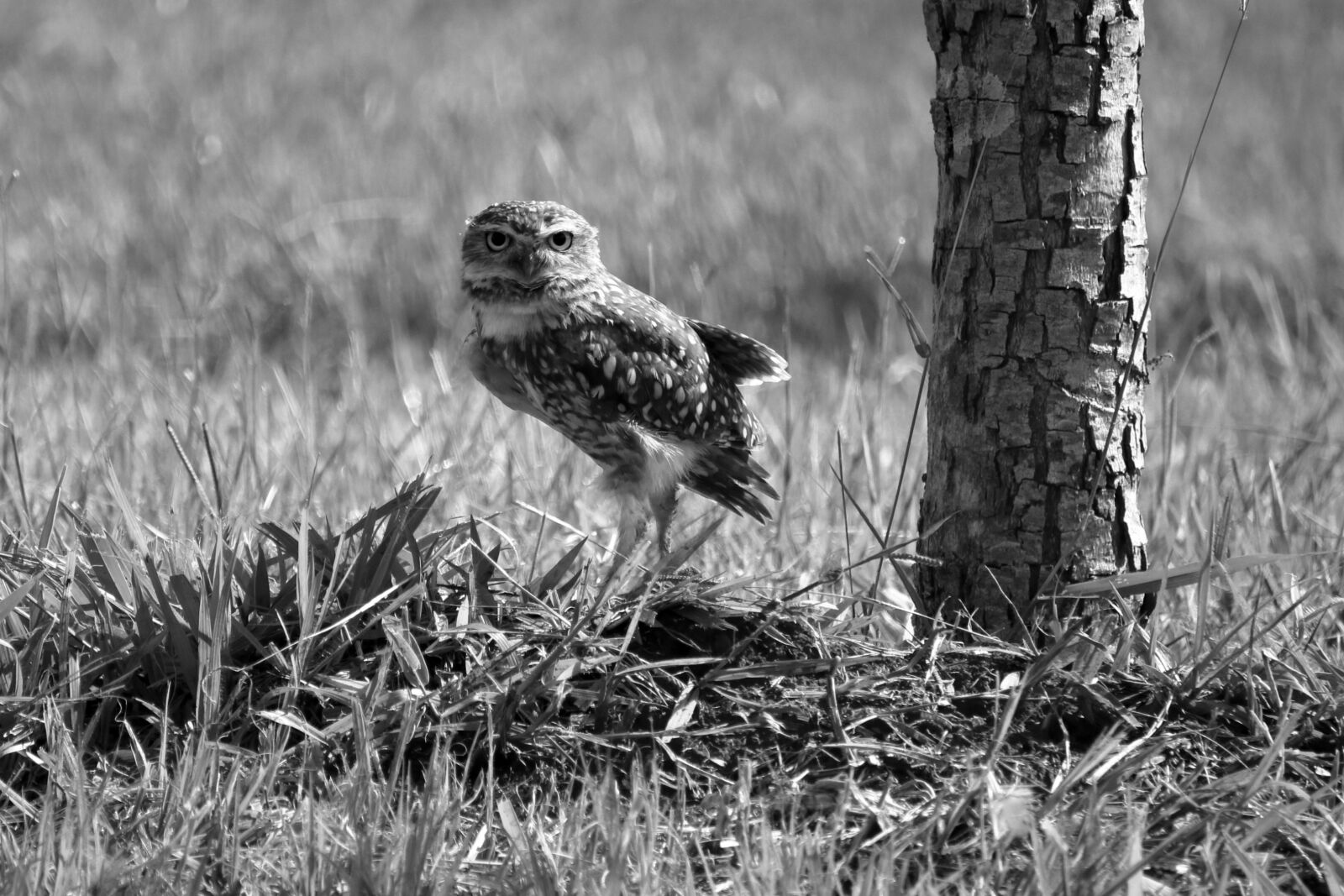 Canon EF-S 55-250mm F4-5.6 IS STM sample photo. Wildlife, nature, lawn photography