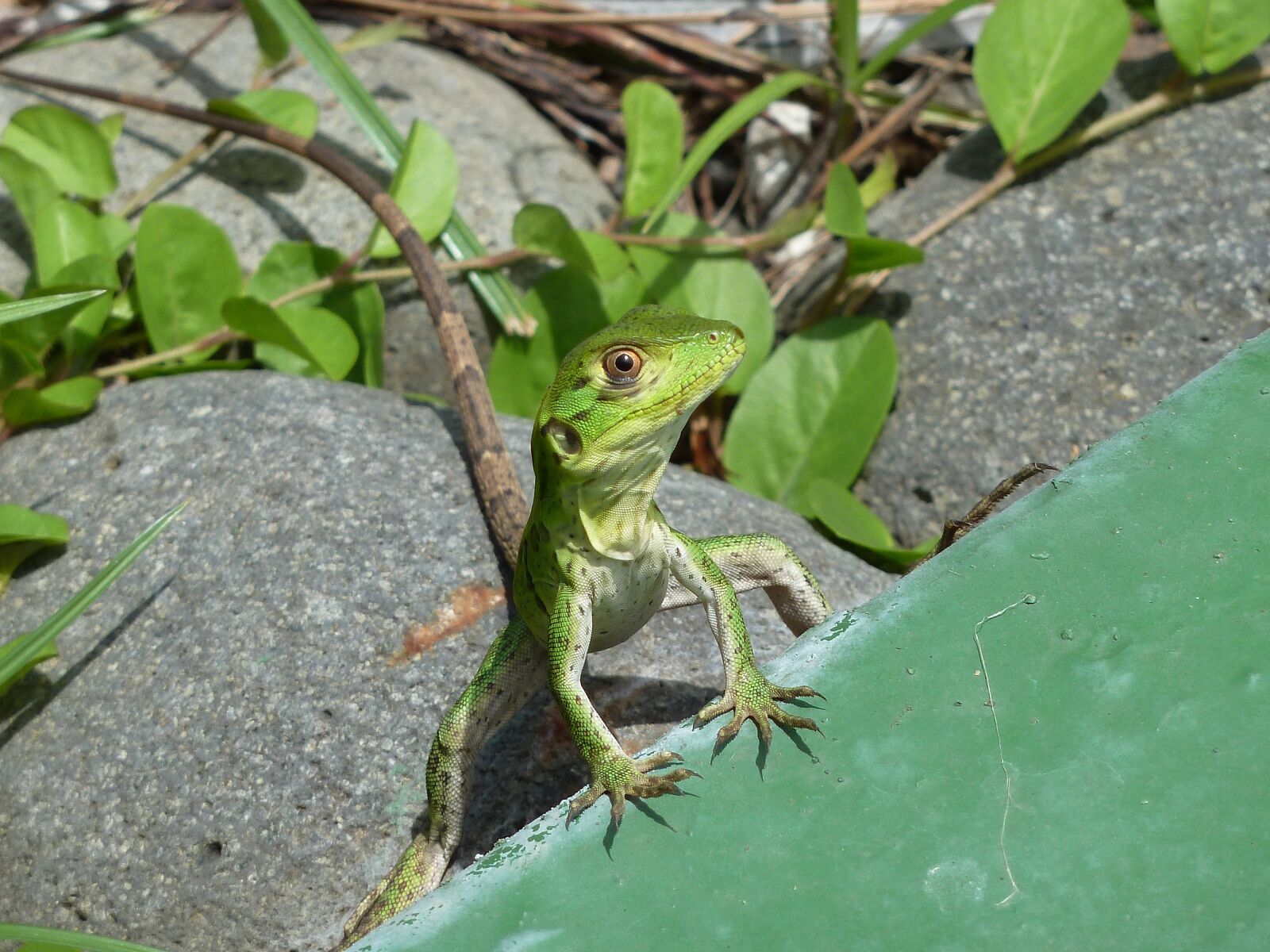 Panasonic Lumix DMC-ZS7 (Lumix DMC-TZ10) sample photo. Lizard, summer, animal photography