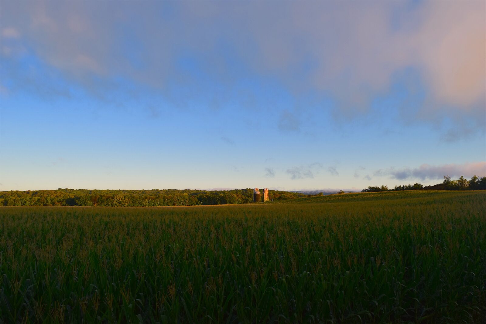Nikon D3300 sample photo. Corn field, sunrise, green photography