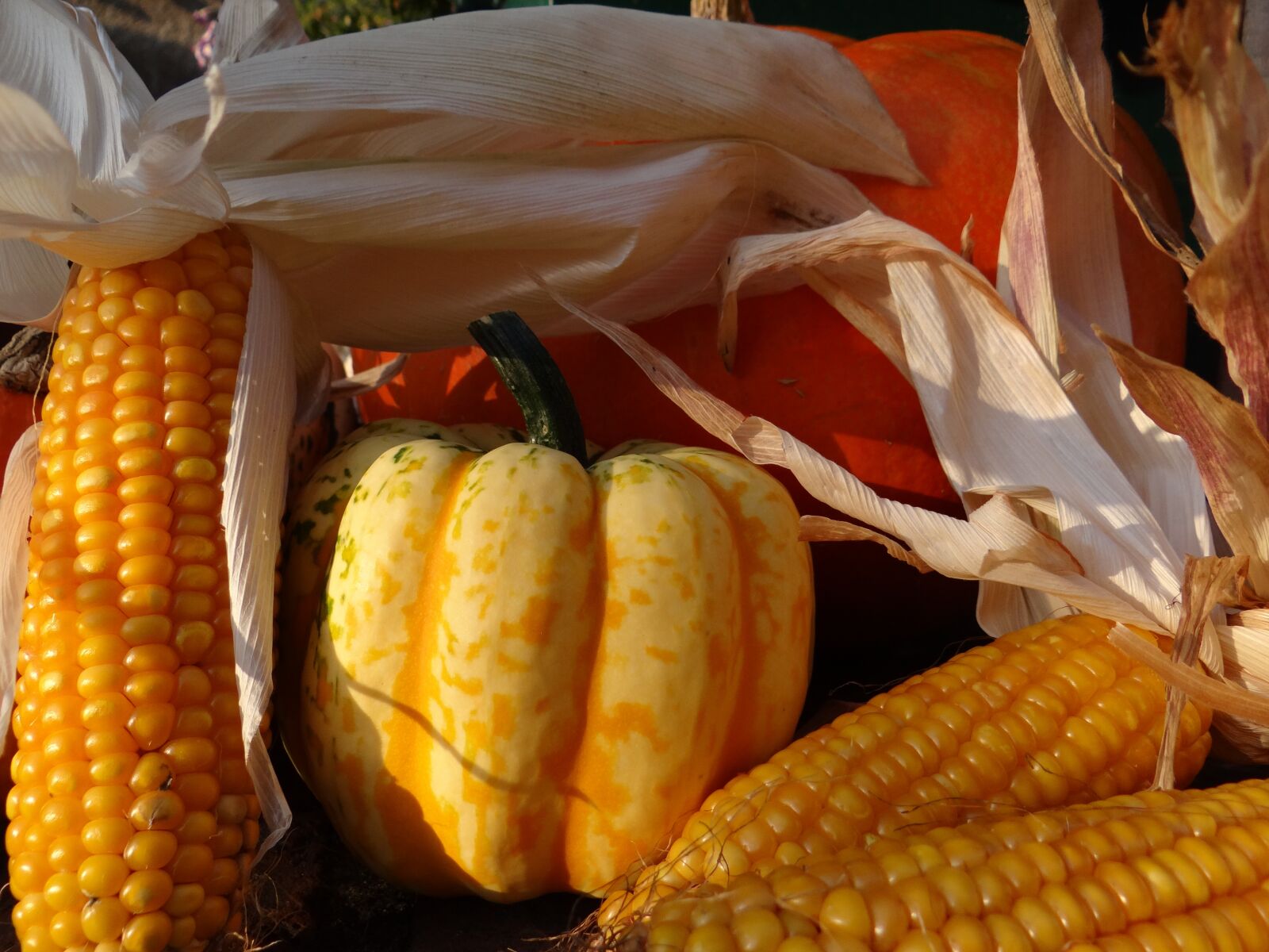 Sony DSC-HX200V sample photo. Autumn, autumn decoration, thanksgiving photography