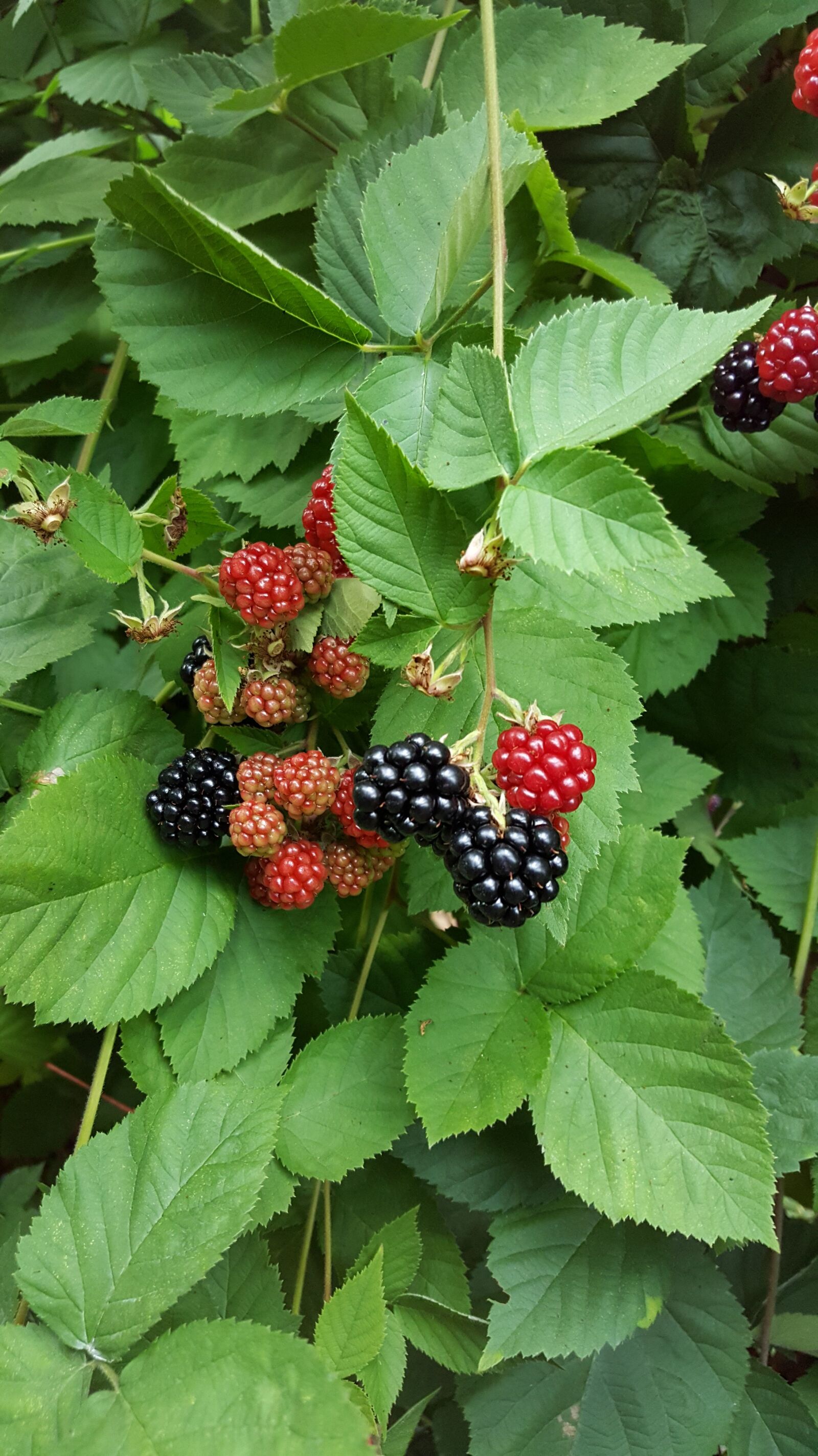 Samsung Galaxy S6 sample photo. Black berries, berries, fruit photography