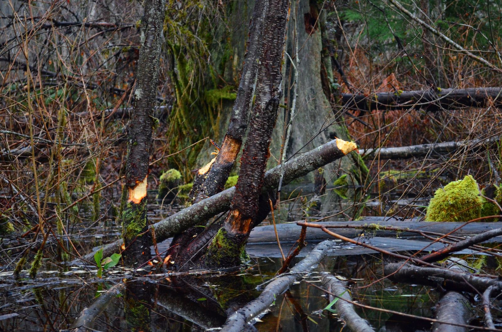 Nikon D5100 sample photo. Pond, trees, beaver dam photography