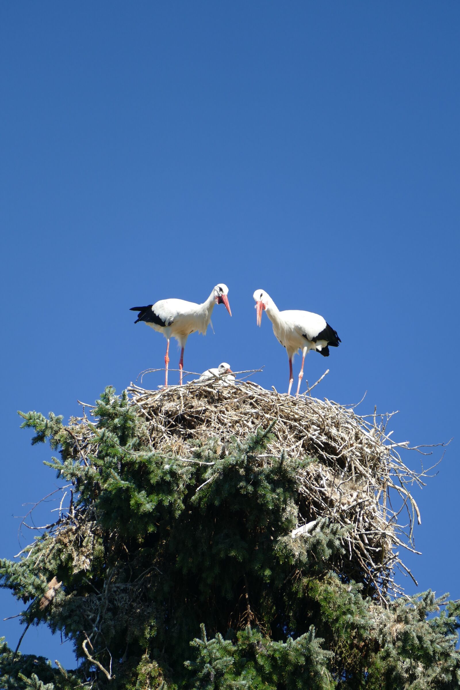 Panasonic Lumix DMC-FZ1000 sample photo. Storks, treetop, nest cherish photography