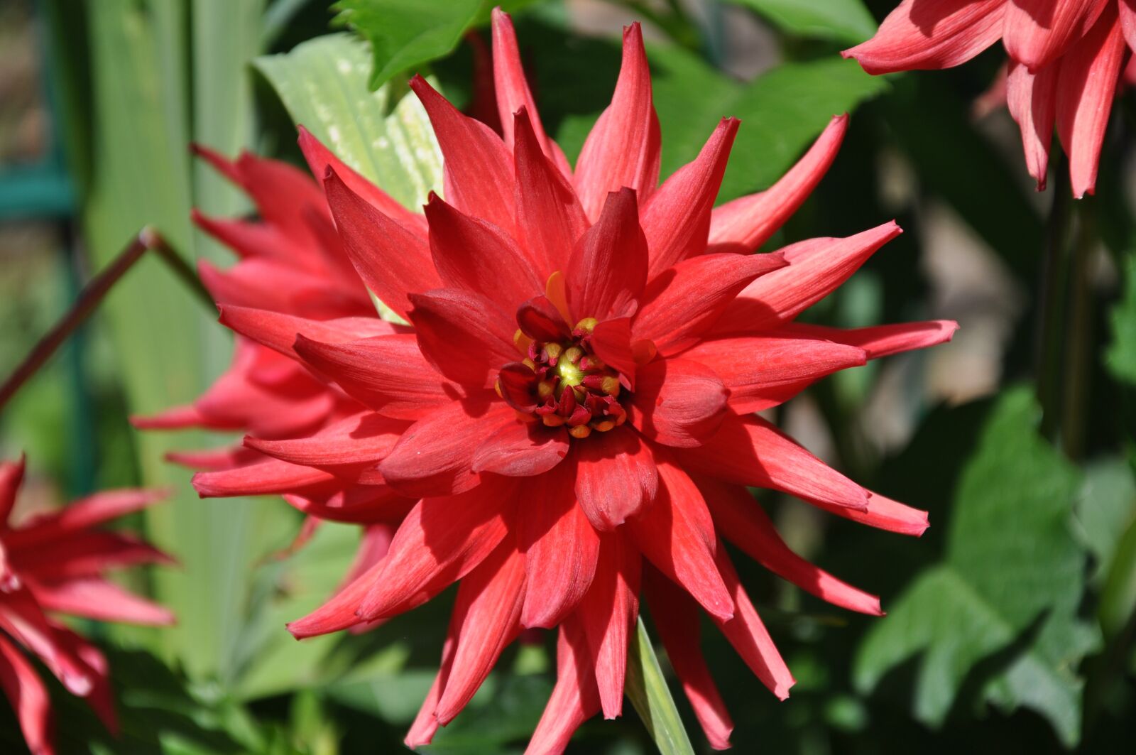 Nikon D90 sample photo. Flower, dahlia, petals red photography