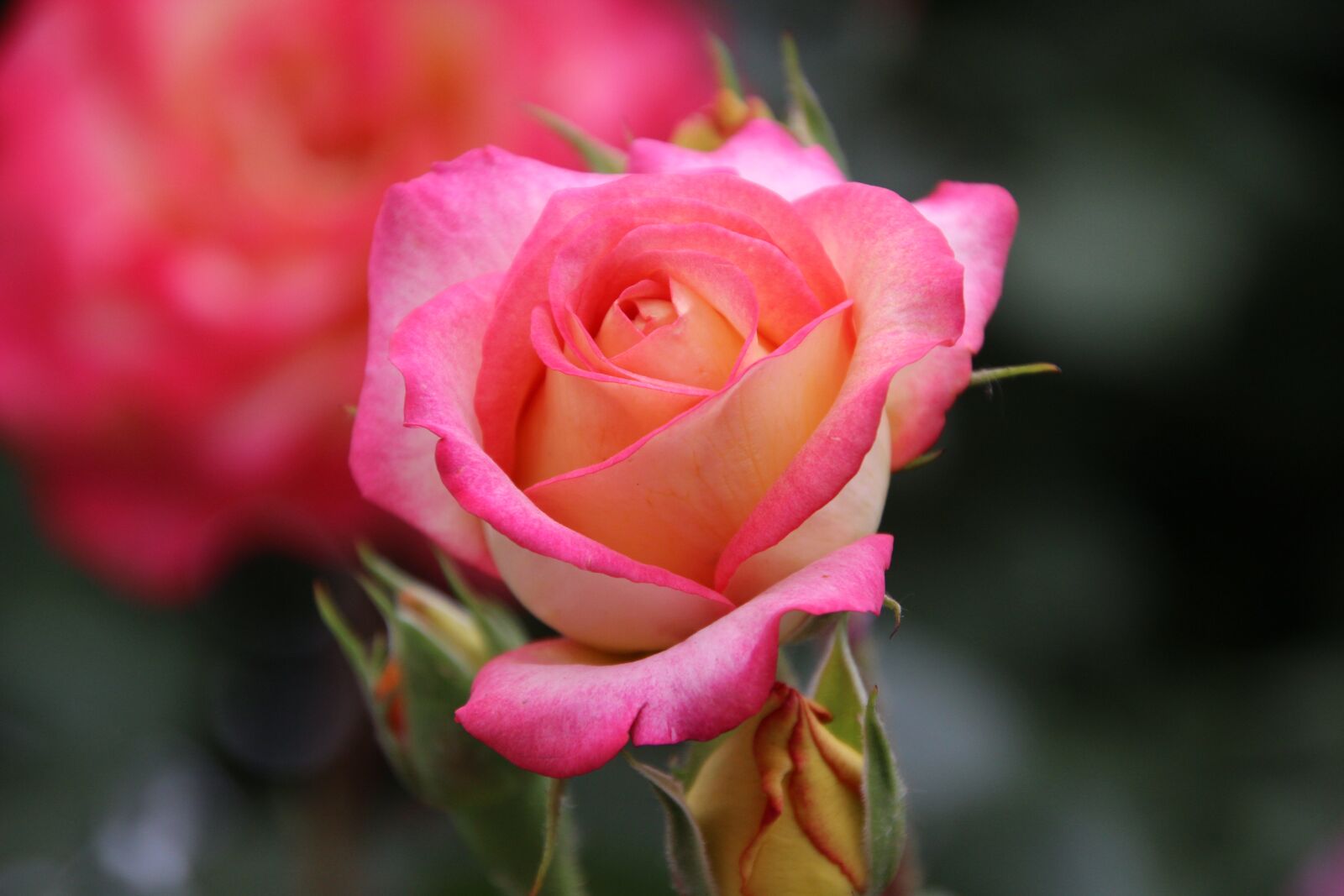 Canon EOS 600D (Rebel EOS T3i / EOS Kiss X5) sample photo. Rose, flower, petals photography